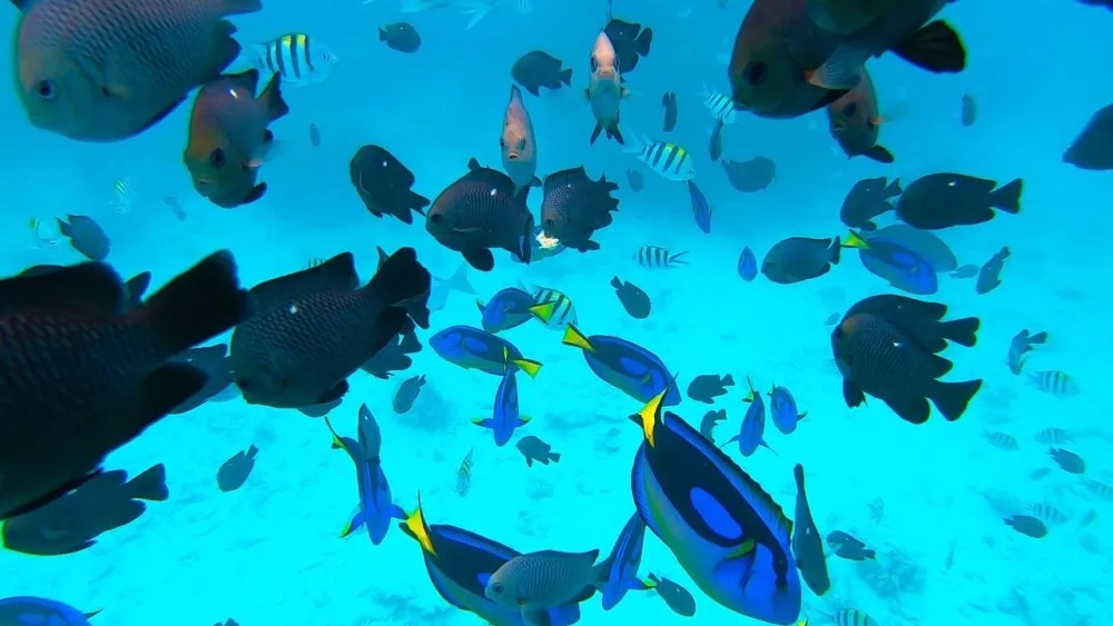 tourists snorkeling
