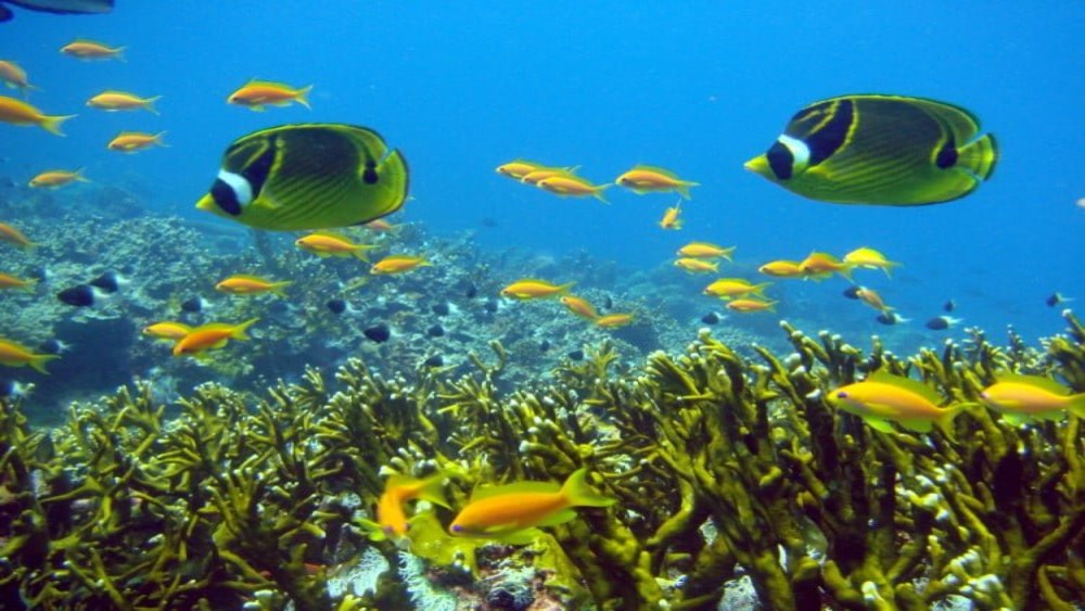 snorkeling