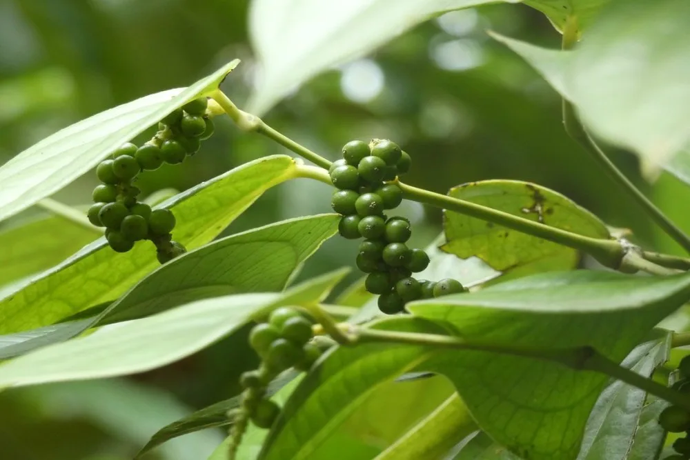 black peppers harvested
