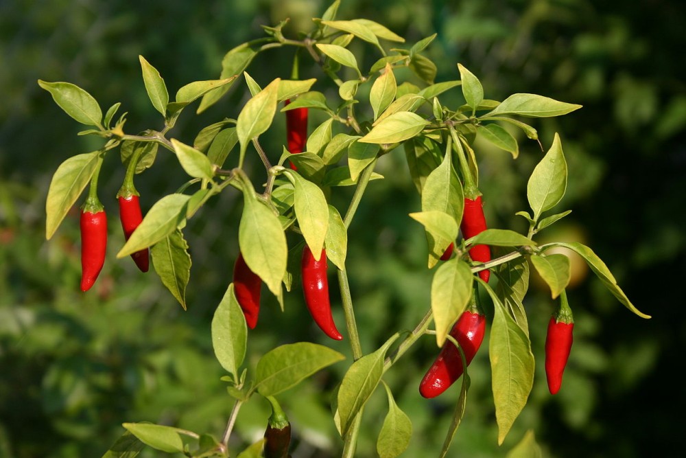 chili pepper tree