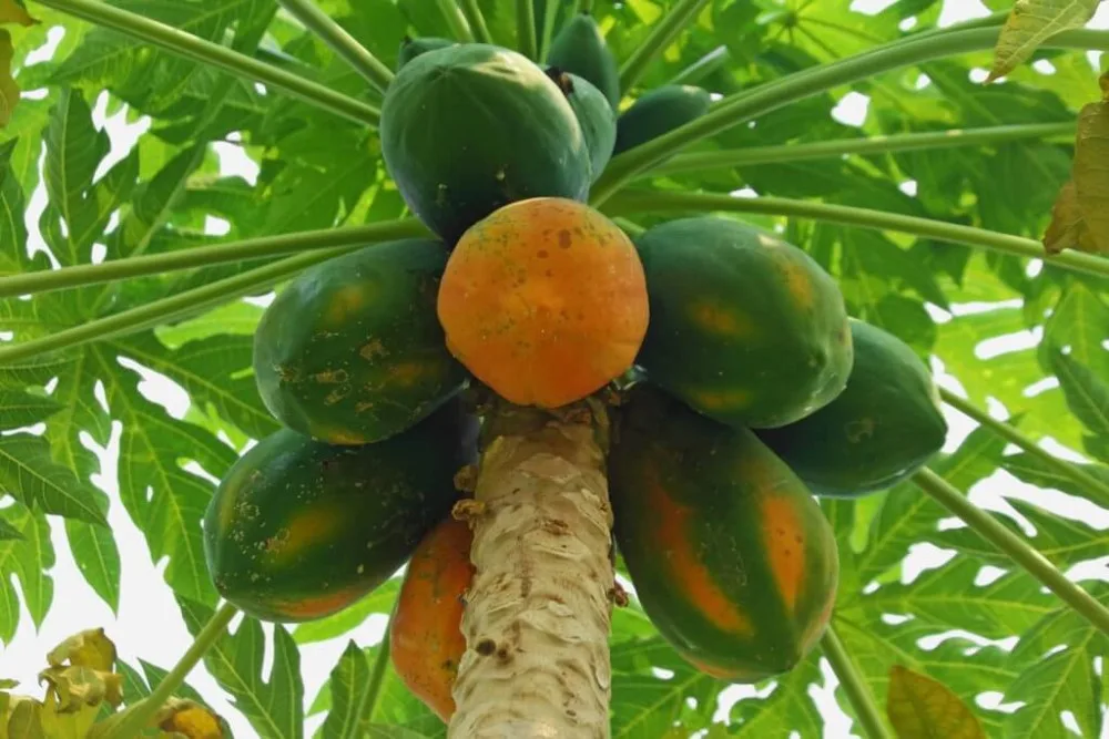 other fruits