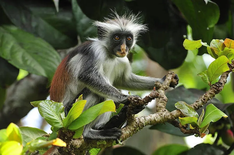 red colobus monkey