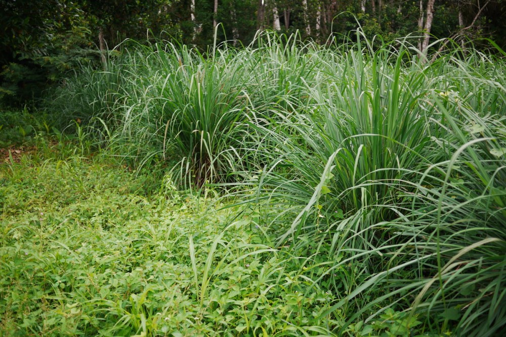 planted lemongrass