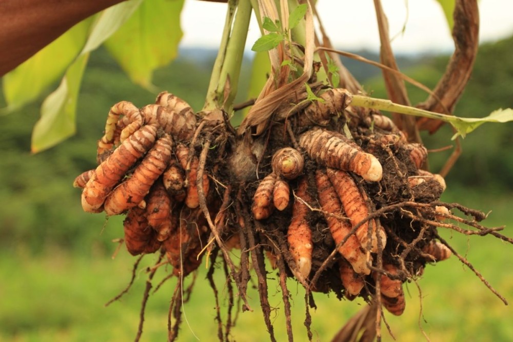 turmeric at a farm