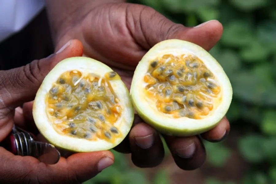 spice farm fruits