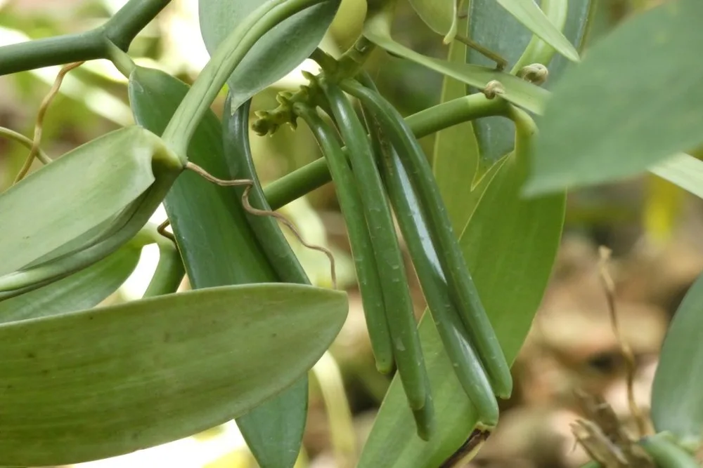 vanilla beans