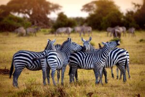 zebras in the wild
