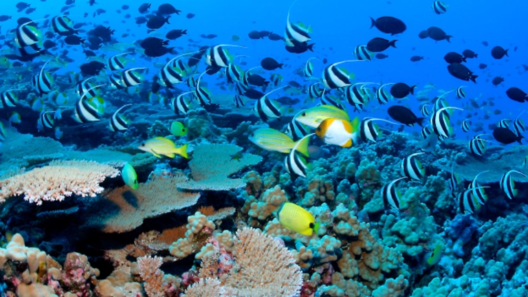 tourists snorkeling