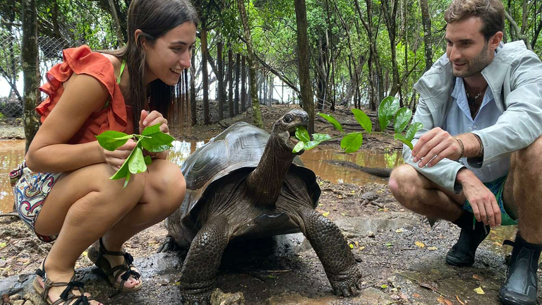 tourists feeding the tortoises in prison island Zanzibar
