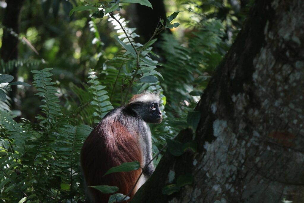 Zanzibar red monkey