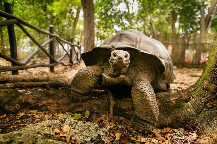 zanzibar island tour