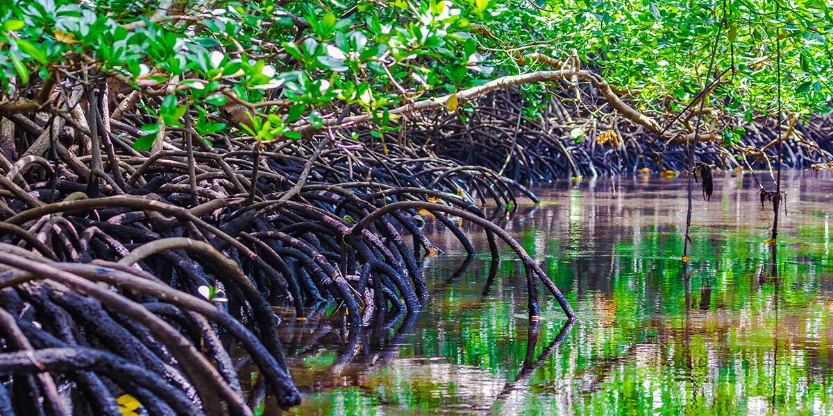 zanzibar mangrove tour