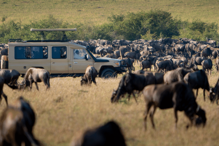 Best time to see the great migration