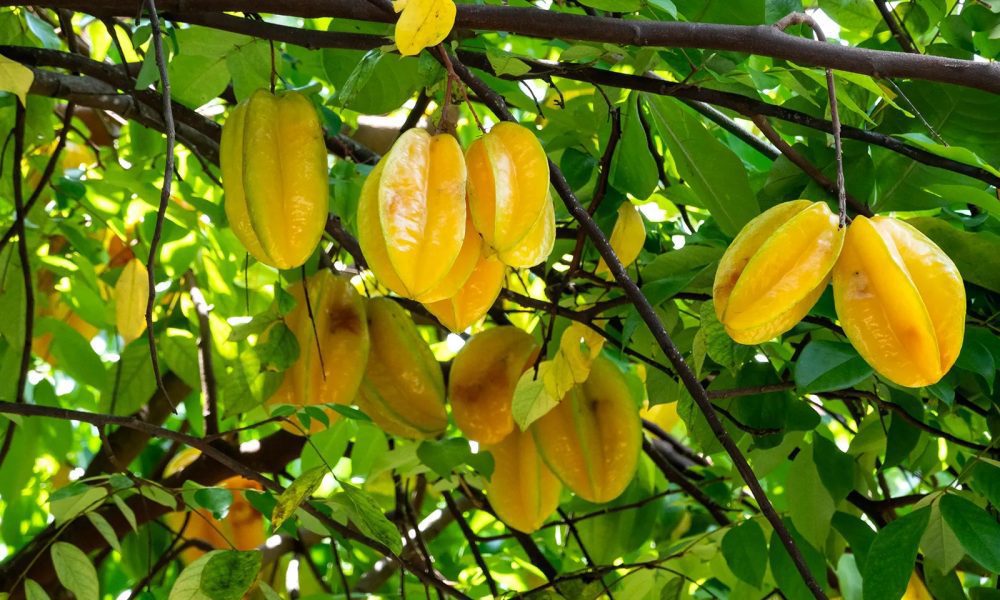 Carambola