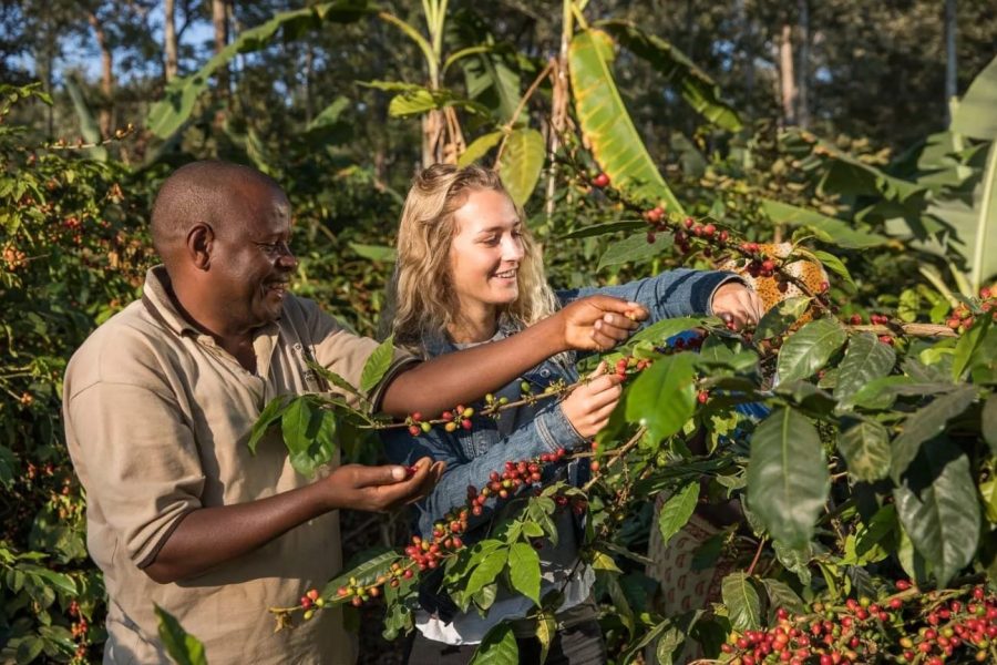 Coffee Plantation