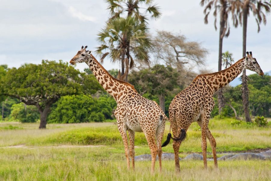 Katavi National Park