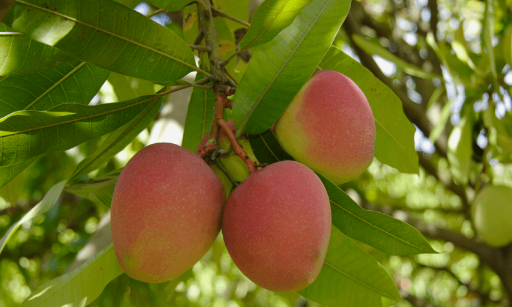 Mangoes