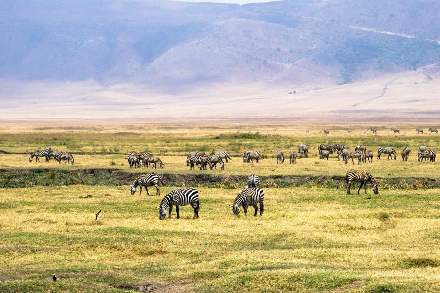 Ngorongoro_Safari_Tanzania
