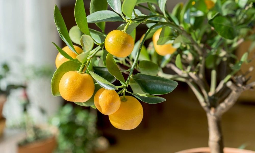 Oranges