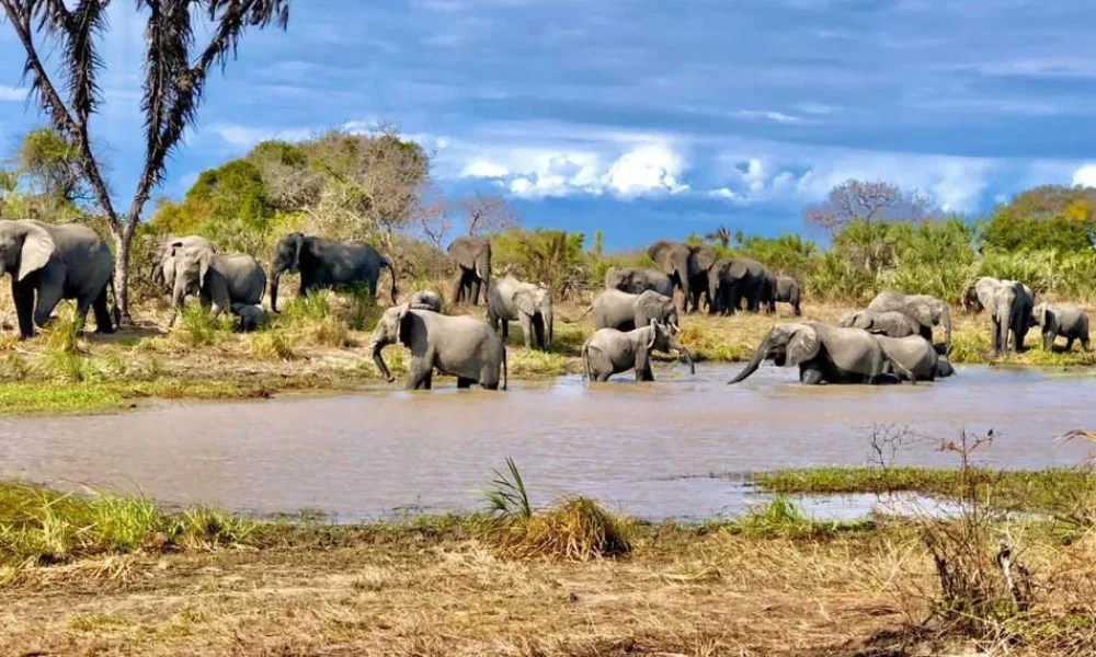 Saadani national park sa