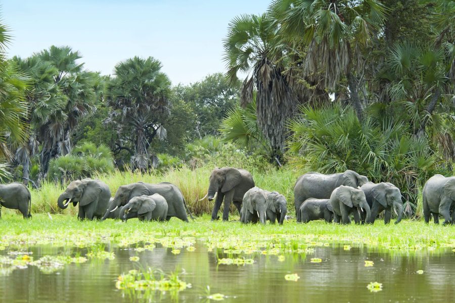 Selous day from Zanzibar