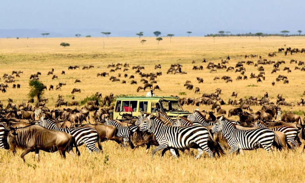 Serengeti-National-Park animals