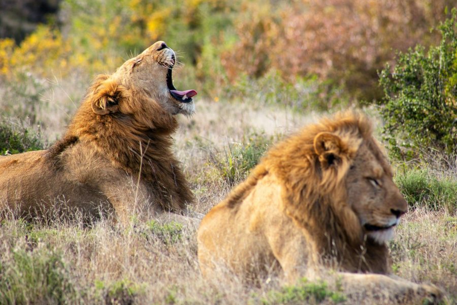 Serengeti photo