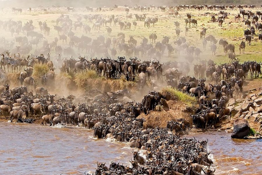 The Great Migration Tanzania