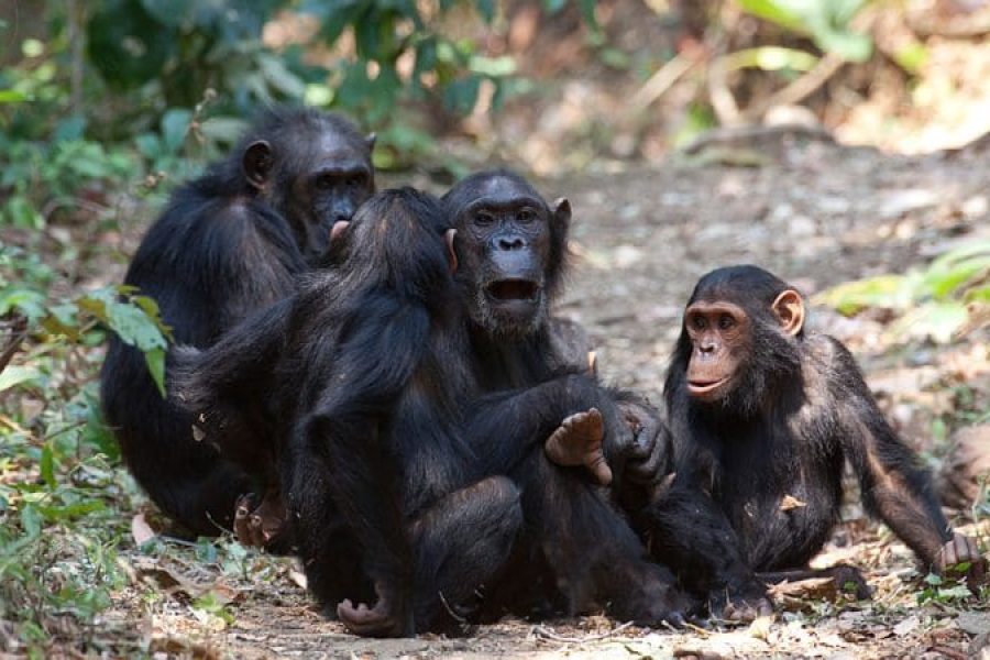 Track Chimpanzees in Mahale Mountains
