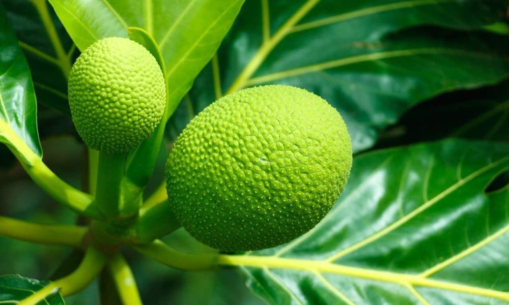 breadfruit