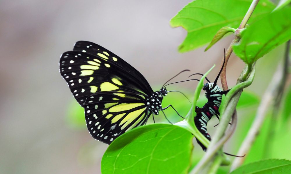 butterfly Zanzibar