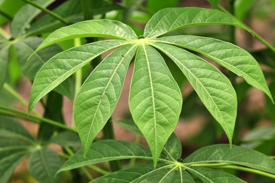 cassava