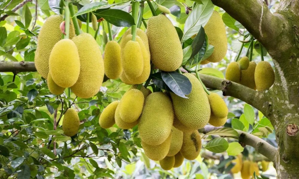 Jackfruit