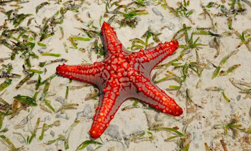 Zanzibar Sea stars