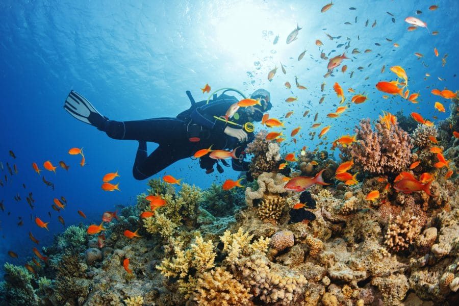 diving in zanzibar