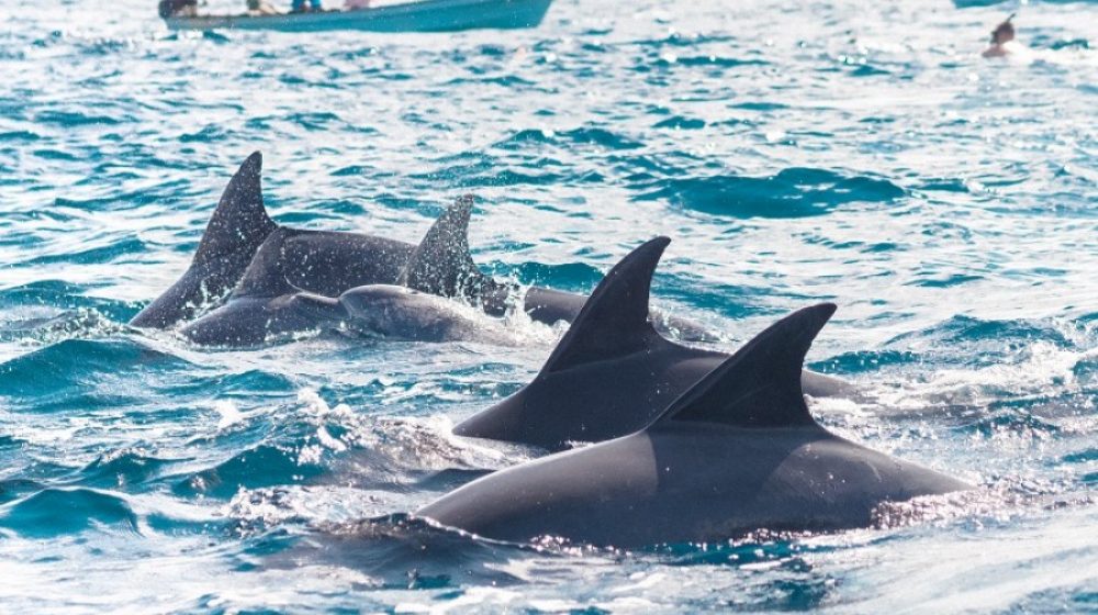 tourists playing with dolphins