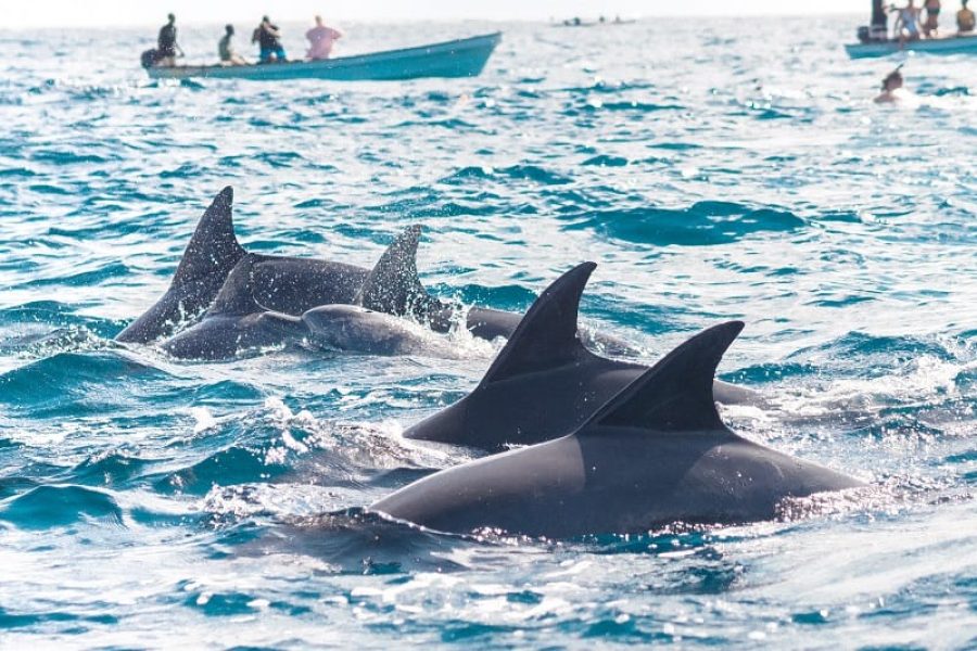 dolphin1