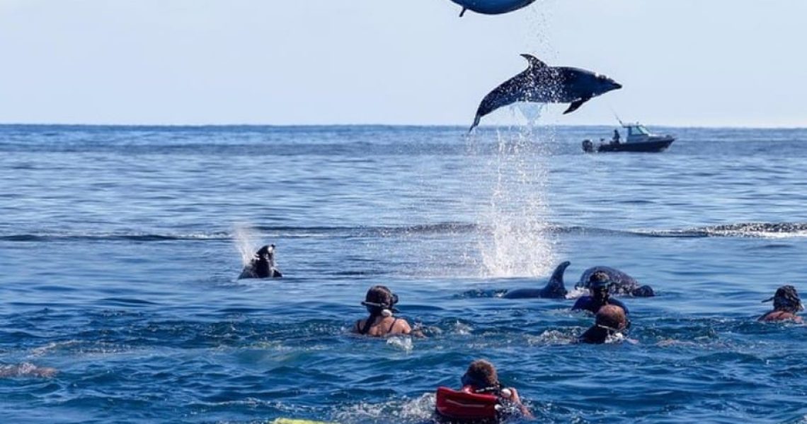 dolphins