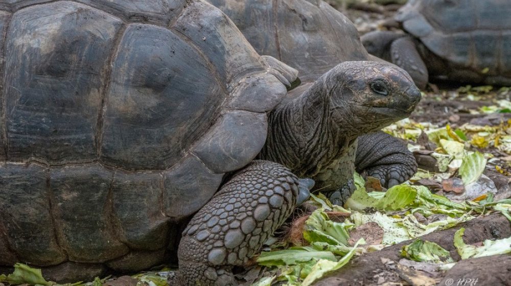 tortoises in prison island