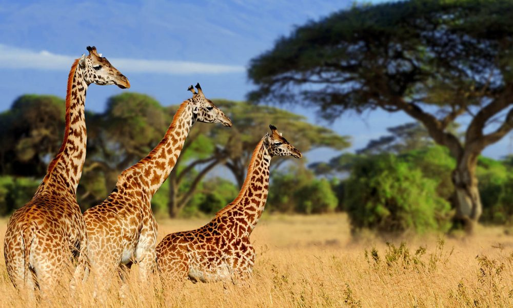 giraffe with tourists