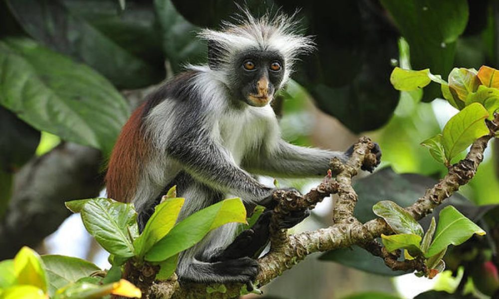 red colobus monkey