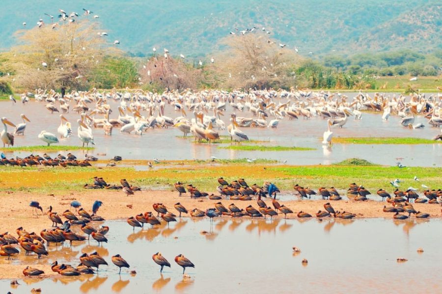 lake-manyara-national-park