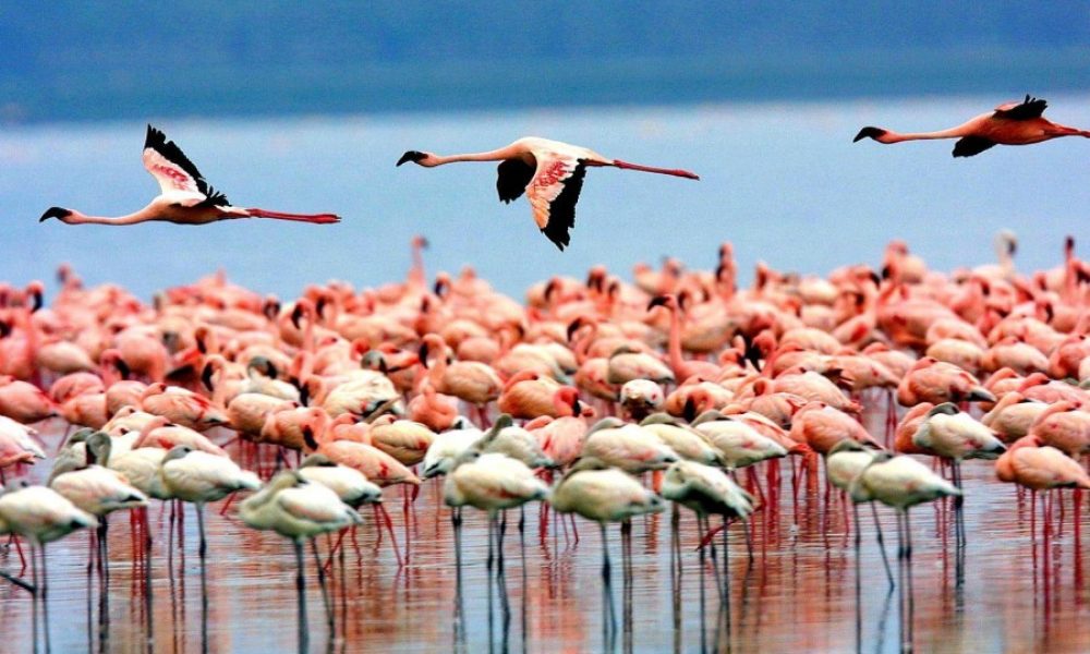 lake_manyara_birds