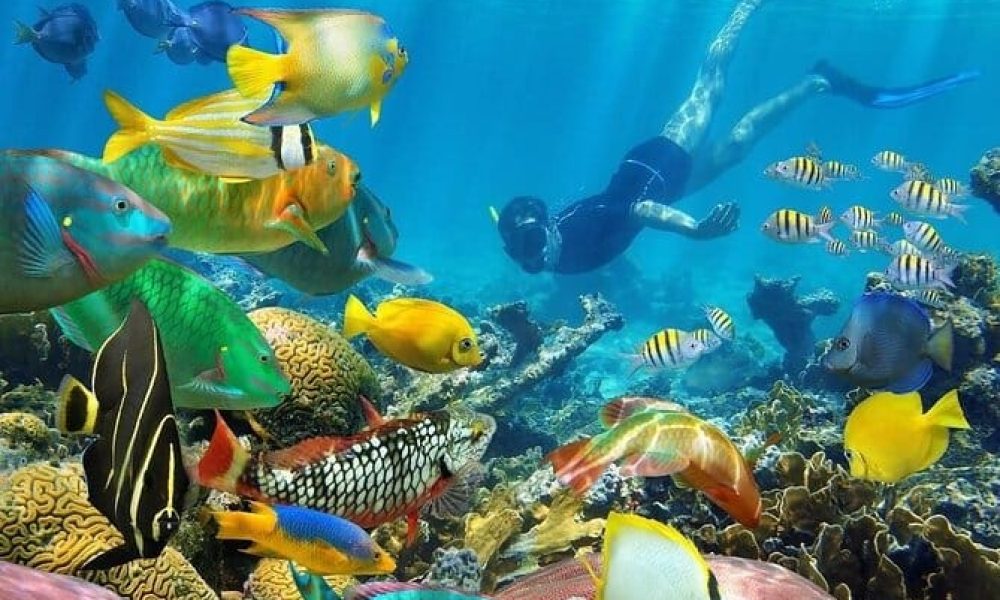 Safari blue Zanzibar snorkeling