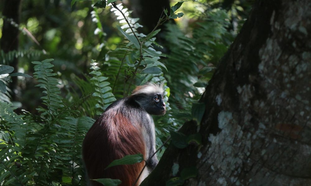 Zanzibar red monkey