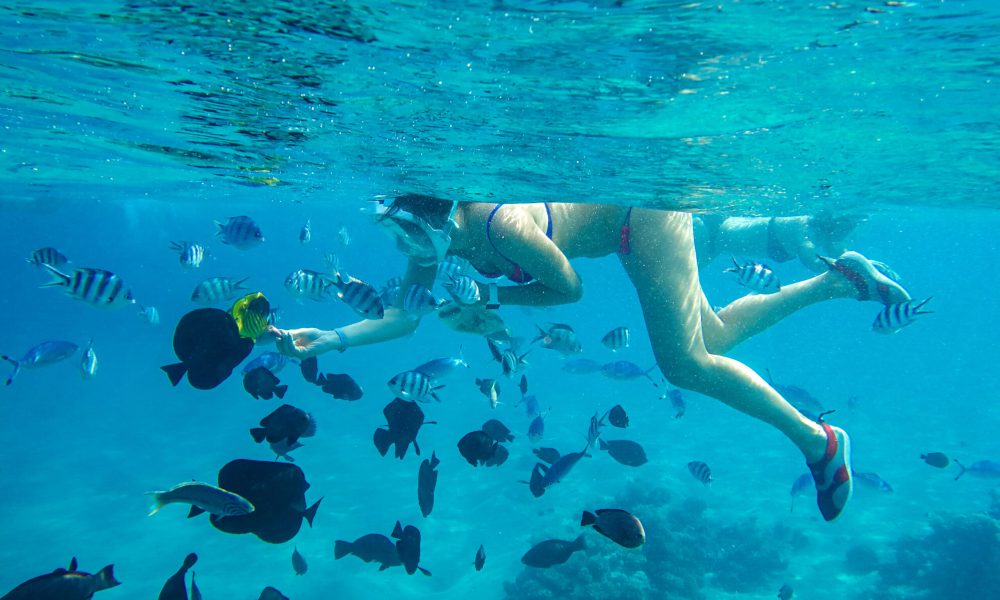 The girl in the mask under the water feeds the hands of predatory fish of coral reef of the Red Sea