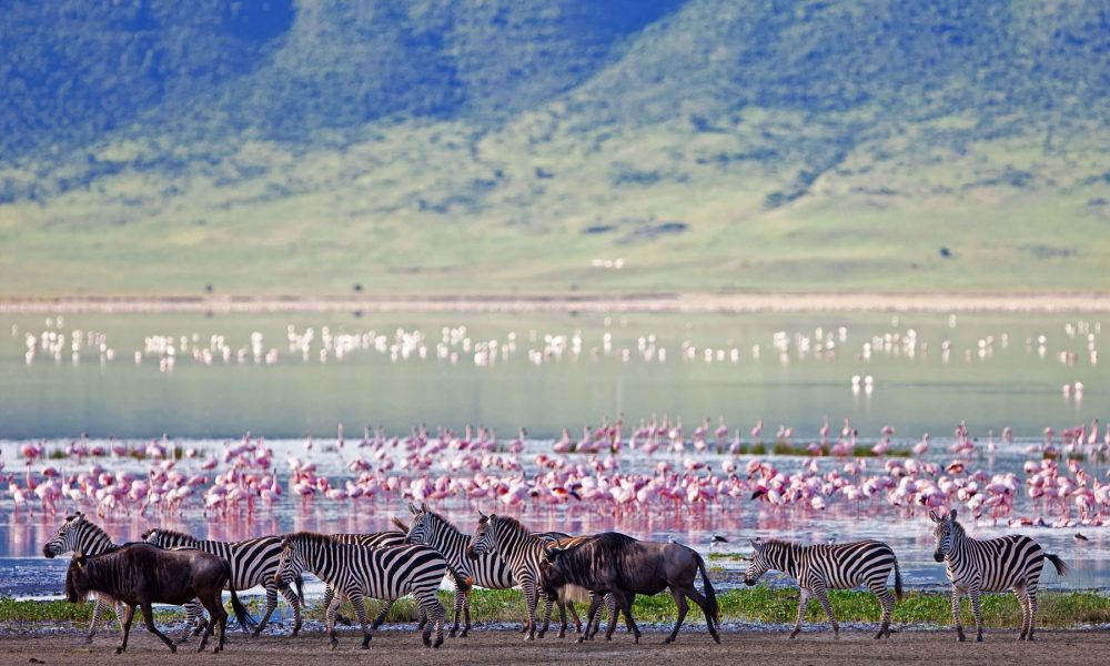 ngorongoro-crater-floor-teaming-with-game