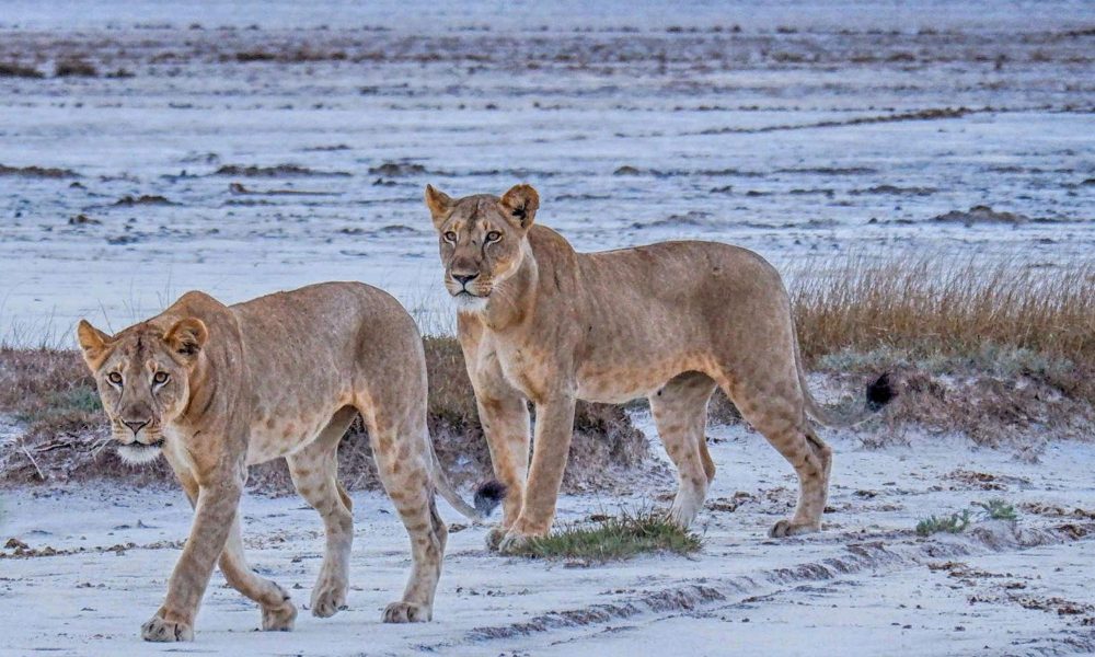saadani lions