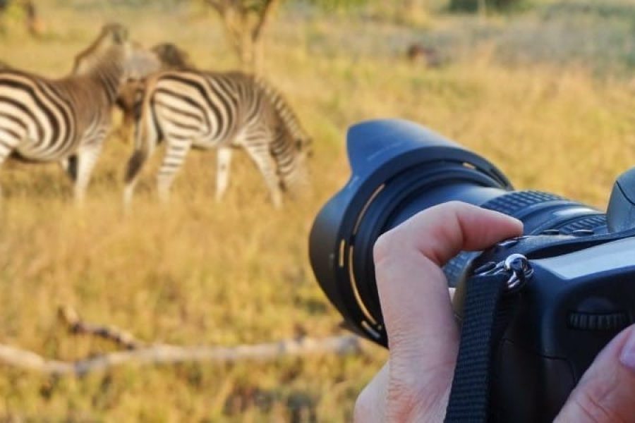 safari photography