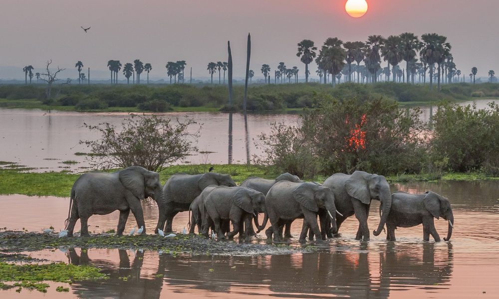 selous_sunset_ellies